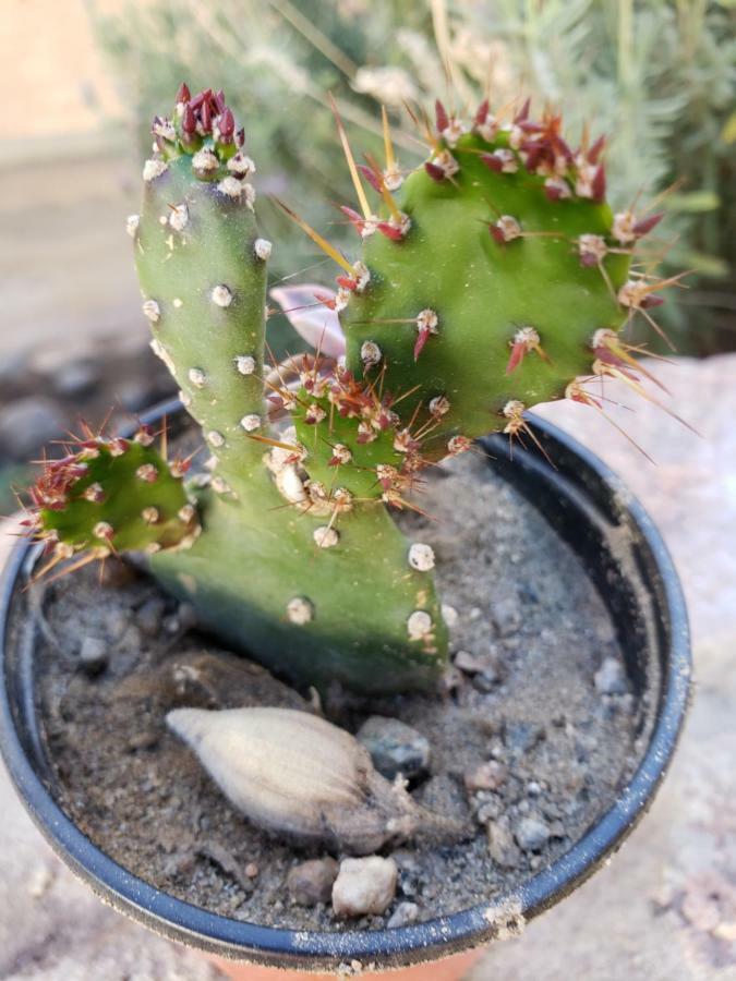 Casa Cactus Cafayate Hotel Zewnętrze zdjęcie