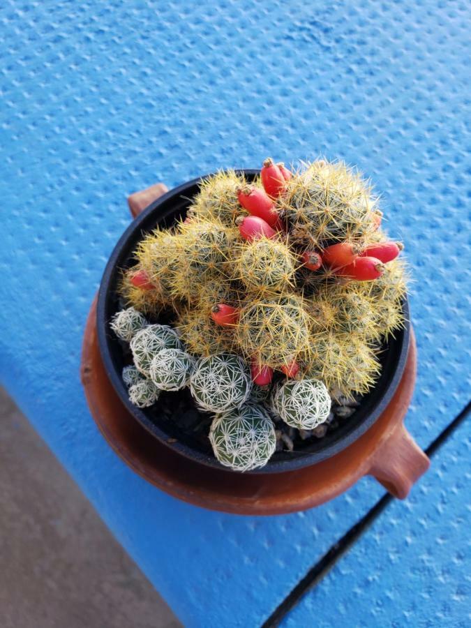 Casa Cactus Cafayate Hotel Zewnętrze zdjęcie