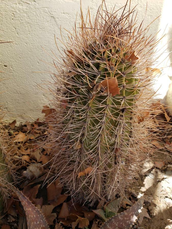 Casa Cactus Cafayate Hotel Zewnętrze zdjęcie