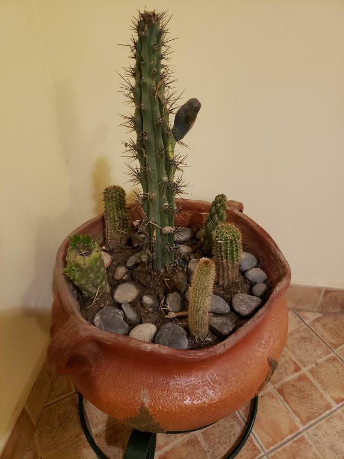 Casa Cactus Cafayate Hotel Zewnętrze zdjęcie